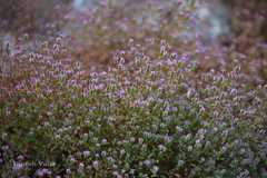 Rotala serpyllifolia